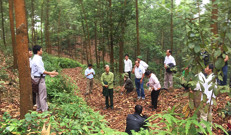 Người dân xã tân lập, huyện Đầm hà tham khảo mô hình trồng rừng gỗ lớn