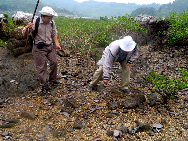 Các nhà khảo cổ học Việt Nam khảo sát một địa điểm bến bãi gốm sứ cổ tại xã Vạn Yên (Vân Đồn).