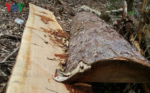 Gỗ Giổi thuộc nhóm III, là loại gỗ có giá trị bị khai thác trái phép nhiều tại Công ty TNHH MTV lâm nghiệp Đắk Roong.