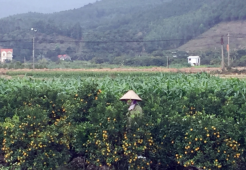 Người dân xã Bình Khê (TX Đông Triều) chăm sóc cây quất phục vụ Tết Nguyên đán 2019.