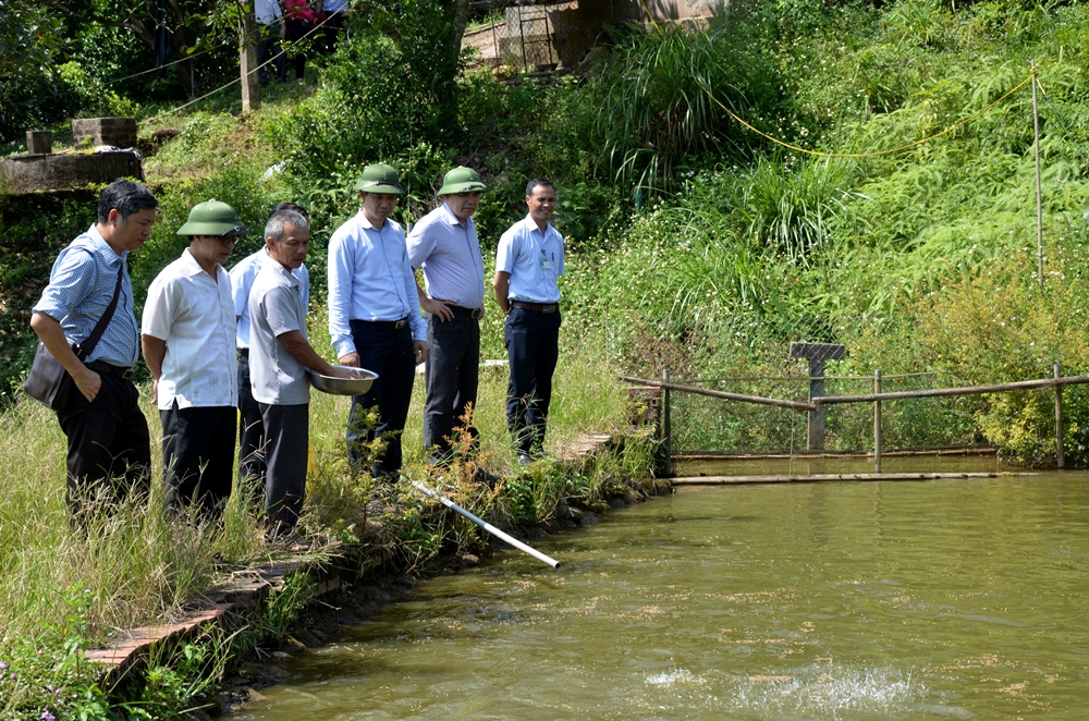 Các đại biểu tham quan mô hình vườn mẫu của hộ ông Phạm Đức Học (xã Tân Bình, huyện Đầm Hà).