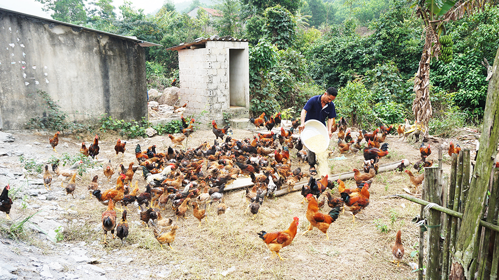 Gia đình ông Triệu Đức Cao, thôn Khe Cát đã vươn lên thoát nghèo bằng hình thức phát triển sản xuất chăn nuôi gà thịt.