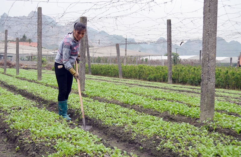Thành viên HTX Nông nghiệp Hà Tân (TP Hạ Long) chăm sóc cây rau ươm trồng.