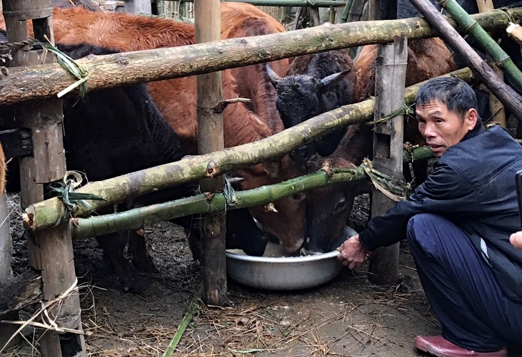 Nông dân xã Đồng Lâm (Hoành Bồ) và xã Đồng Văn (Bình Liêu) bổ sung thức ăn tinh bột và thức ăn sơ để nâng cao sức khỏe cho trâu, bò