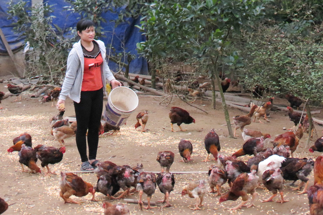 Chị Đặng Thị Loan (thôn Loỏng Toỏng, xã Thanh Sơn, huyện Ba Chẽ) thoát nghèo từ mô hình nuôi gà hiệu quả.