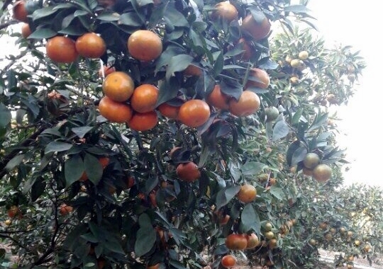 Cây ăn quả có múi đang là loại cây trồng có tiềm năng phát triển trên địa bàn huyện Hoành Bồ
