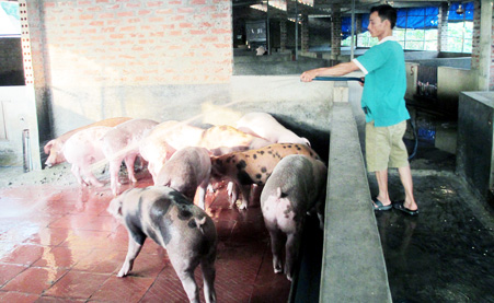 Người dân xã Nguyễn Huệ tăng cường vệ sinh môi trường, chăm sóc đàn lợn của mình. Ảnh: Dương Trường
