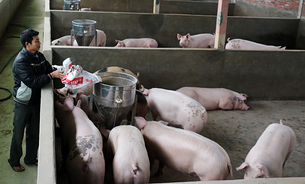 hiện TX Đông Triều là địa phương có tổng đàn lợn lớn của tỉnh, nên công tác chống dịch bệnh lở mồm long móng trên lợn cần phải được thực hiện quyết liệt để giảm nguy cơ lây lan, dẫn đến thiệt hại