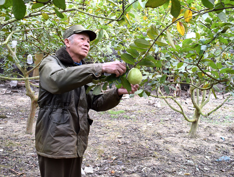 CCB Đinh Mạnh Đới là người đầu tiên mang giống ổi lê Đài Loan về trồng trên đất Hoành Bồ