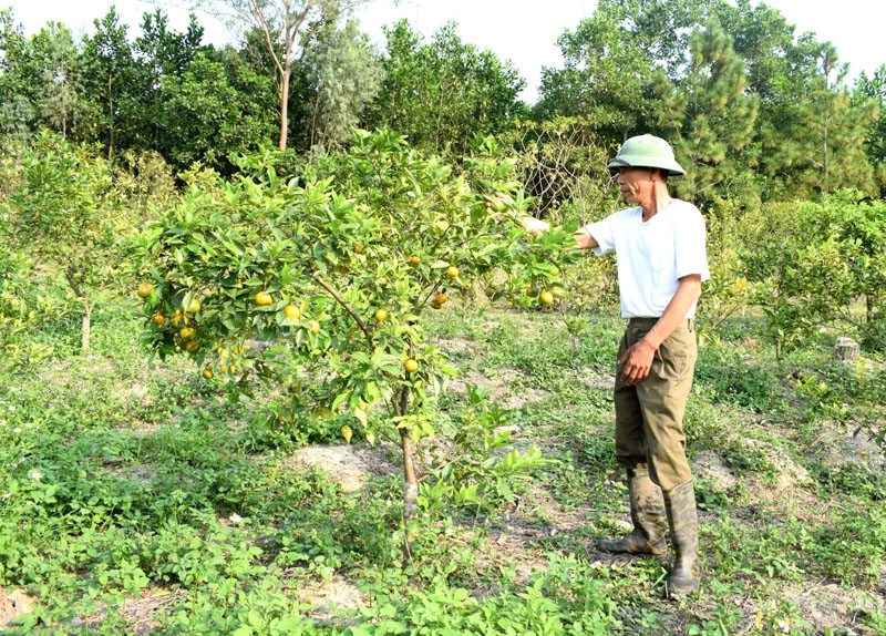CCB Dũng, giám đốc HTX CCB Duy Nguyễn chọn hướng phát triển rau, quả sạch cho HTX của mình