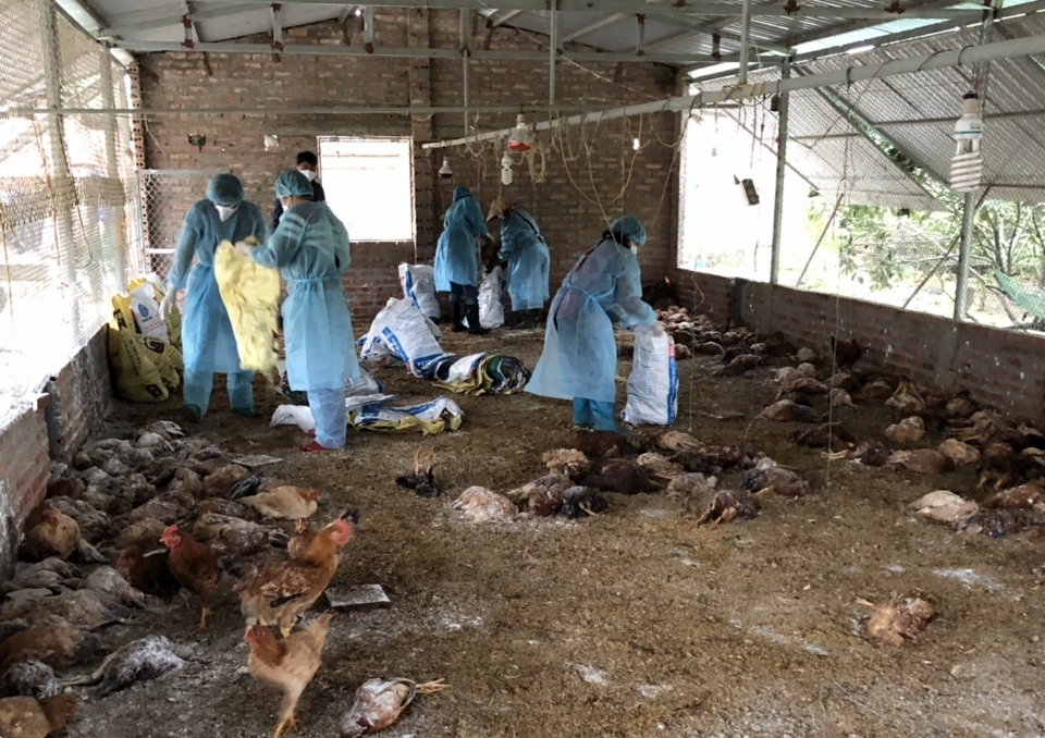 Lực lượng chức năng huyện Hải Hà đang tiêu hủy đàn gà bị bệnh tại hộ gia đình ông 