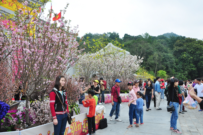 Lễ hội hoa Anh Đào và Mai Vàng Yên Tử 2018 (TP Uông Bí) thu hút rất đông du khách thập phương