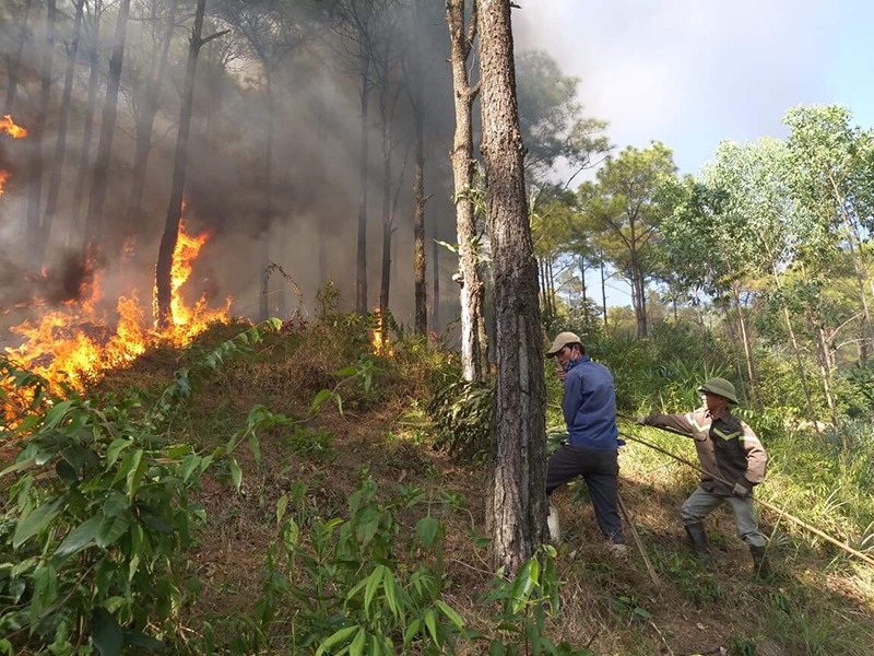 Đội khai thác nhựa thông Khe cát, phường Minh Thành đã kịp thời xử lý đám cháy rừng vào tháng 11/ 2018, không gây thiệt hại về rừng