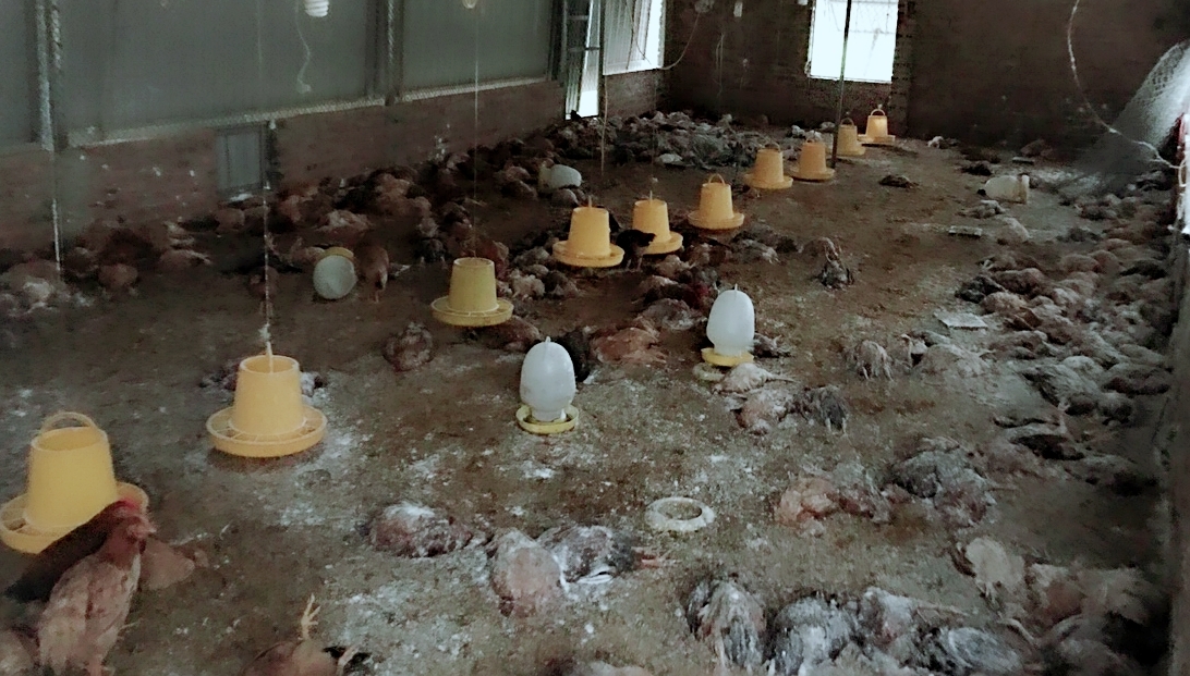 Ổ cúm gia cầm tại xã Quảng Chính, huyện Hải Hà khiến 3.000 con gà bị bệnh