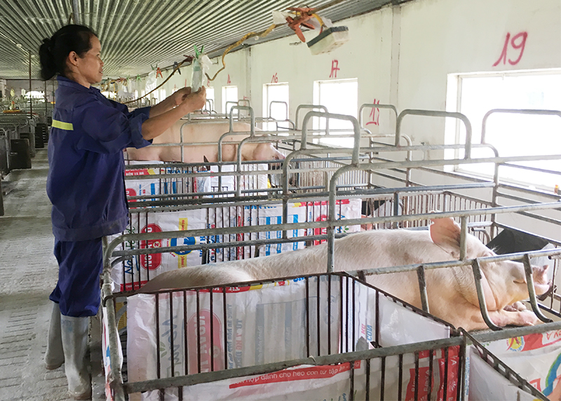 Chăn nuôi lợn hướng nạc tại Công ty CP khai thác khoáng sản Thiên Thuận Tường