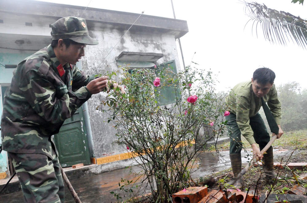 Cán bộ chiến sĩ Trạm Thông tin Hồng Hải (Đại đội Thông tin Bộ CHQS tỉnh) tích cực chăm bón, trồng hoa hồng để đón Tết Nguyên đán sắp tới. 