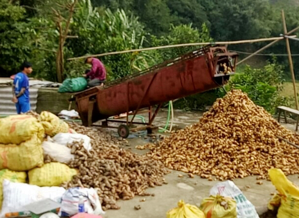 "Cứu" dong riềng