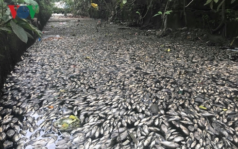 Cá chết phủ trắng mặt kênh ngay tại thành phố Vinh.