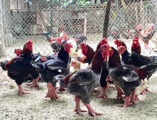 Những con gà Đông Tảo xuất thịt, giá 1,5-2 triệu đồng/con nặng trên 4 kg. Ảnh: Lê Trung.