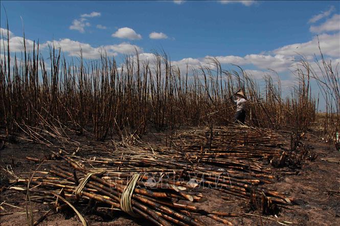 Người dân thu hoạch mía bị cháy tại tiểu khu 236, xã Ya Tờ Mốt, huyện Ea Súp, tỉnh Đắk Lắk.