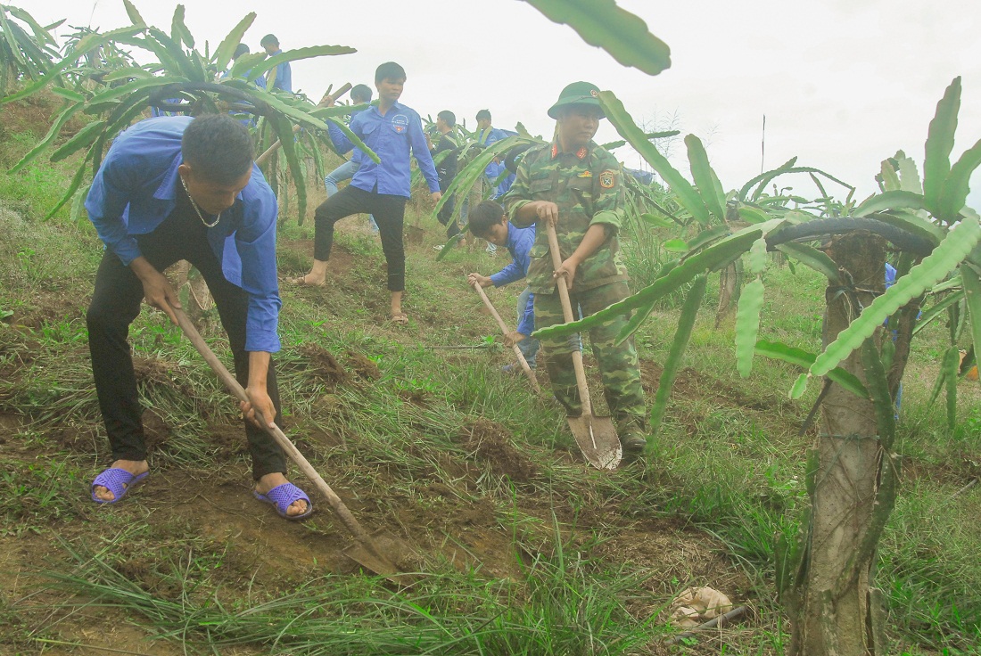 Cán bộ, chiến sĩ Lâm trường 156 (Đoàn Kinh tế - Quốc phòng 327) và Đoàn Thanh niên xã Hoành Mô (Bình Liêu) tham gia hỗ trợ người dân cải tạo vườn kiểu mẫu.