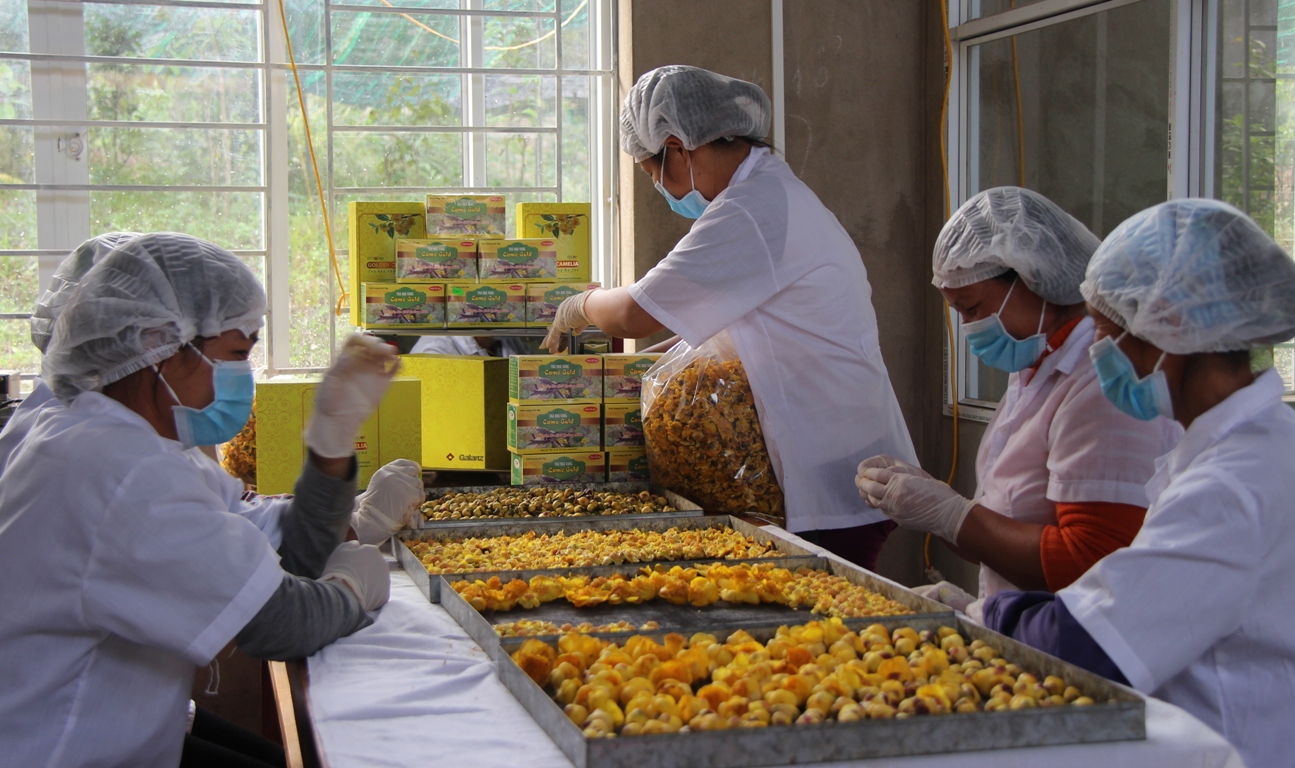 Công nhân Công ty CP Kinh doanh lâm sản Đạp Thanh (xã Đạp Thanh, huyện Ba Chẽ) chế biến trà hoa vàng