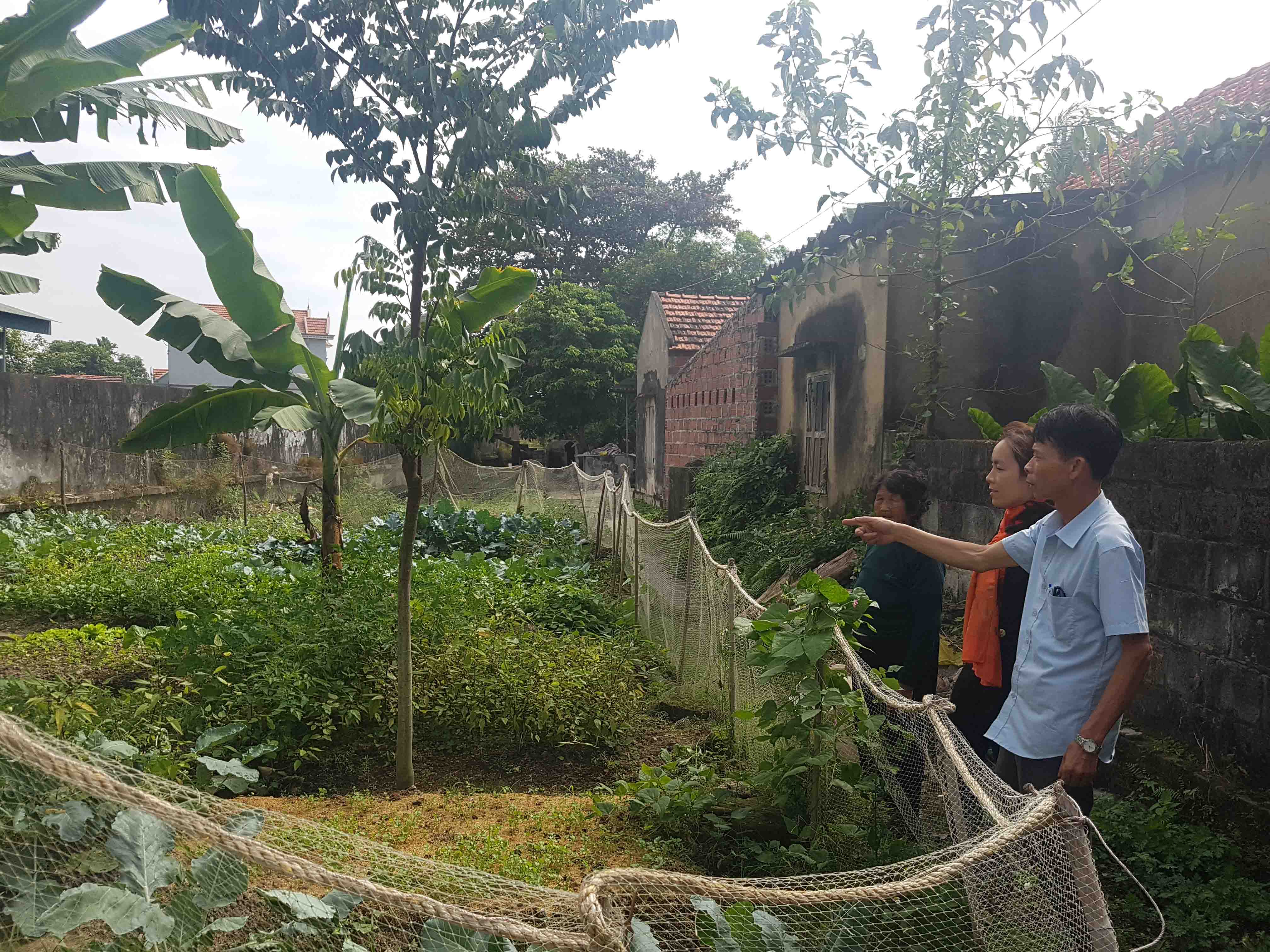 Chị Lê Thị Sông Hương, thôn Cẩm Tiến, cải tạo bãi rác thải thành vườn rau xanh tốt.