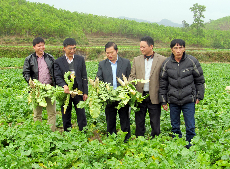 Lãnh đạo Hội Nông dân tỉnh thăm mô hình trồng củ cải (sản phẩm OCOP) xã Quảng Lợi huyện Đầm Hà