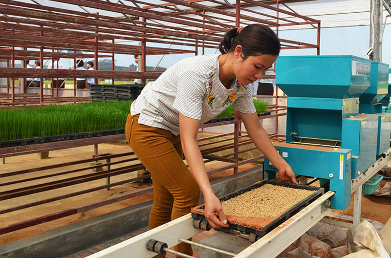 Nông dân TX Đông Triều ứng dụng máy móc trong khâu gieo mạ
