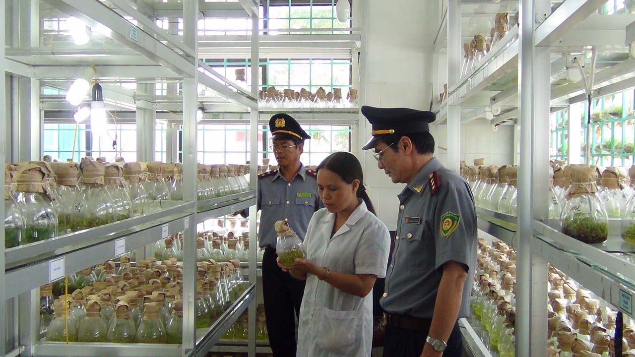 Trung tâm KH & SX Lâm nông nghiệp nghiên cứu giống cây lâm nghiệp bằng công nghệ nuôi cấy mô