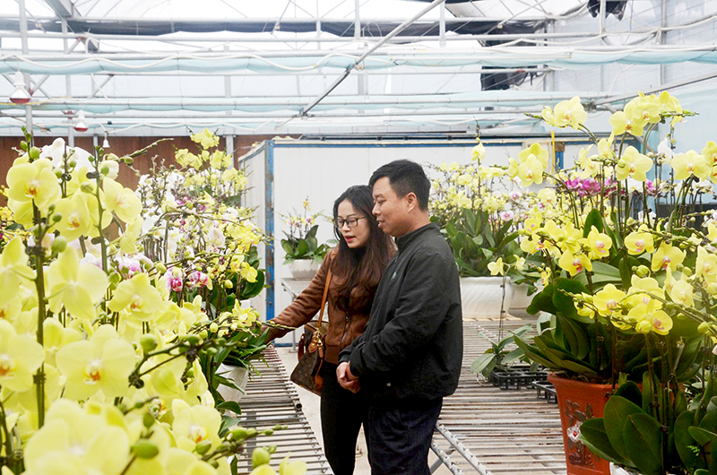 Nhiều dự án trồng hoa chất lượng cao ứng dụng KH-CN đã được người dân trên địa bàn huyện Hoành Bồ triển khai thực hiện đạt hiệu quả.