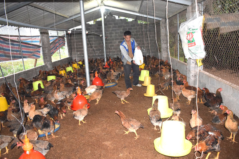 Anh Chíu A Nhì, thôn Yên Sơn, xã Dực Yên trử thành chủ gia trại gà sau khi qua lớp kỹ thuật chăn nuôi