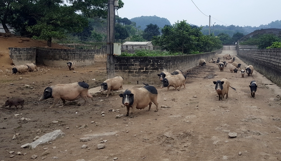 Đàn lợn nái của Công ty Thiên Thuận Tường được nuôi nhốt trong không gian rộng và thoáng, tạo điều kiện phát triển tự nhiên cho mỗi cá thể