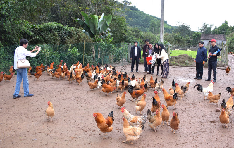 Đại diện Công ty TNHH Việt Sin đến tìm hiểu thự tết tại trang trại gà anh Hoàng Văn Đồng, thôn Bản Phai, xã Hà Lâu