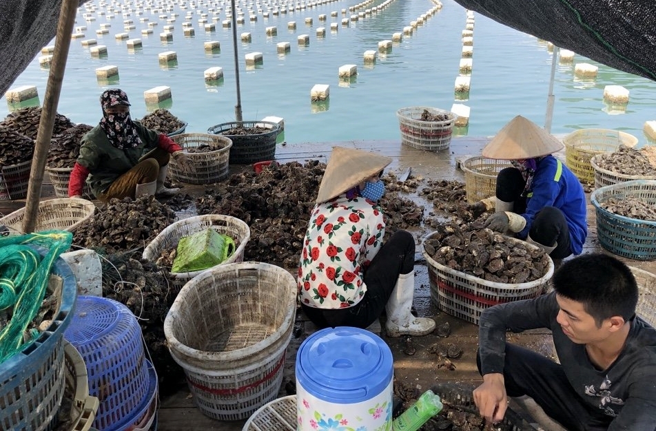 năm 2018 toàn huyện Vân Đồn thu hoạch trên 9.000 tấn nhuyễn thể nuôi