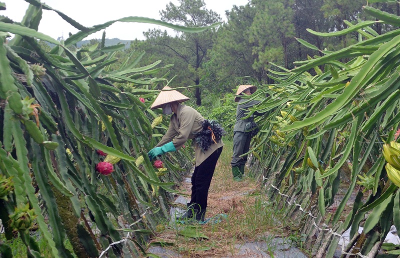 TP Uông Bí đang từng bước đưa thanh long đang trở thành thương hiệu nông sản của thành phố.