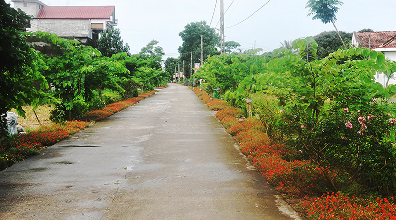 Con đường hoa thôn Hải Sơn.
