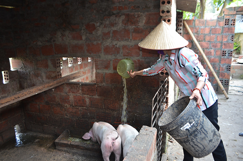 Được hỗ trợ máy thái rau, chị Triệu Thị Mai, thôn Đồng Lá, xã Hòa Bình cho biết sẽ đầu tư mua thêm lợn để chăn nuôi, phát triển kinh tế.