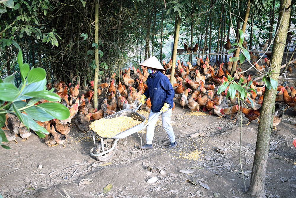 Gia trại nuôi gà của anh Hoàng Văn Cương, thôn Hà Giàn, xã Đông Ngũ.