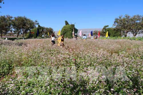 Vườn hoa tam giác mạch thu hút đông đảo du khách tham quan, chụp ảnh. Ảnh: Hồng Điệp - TTXVN