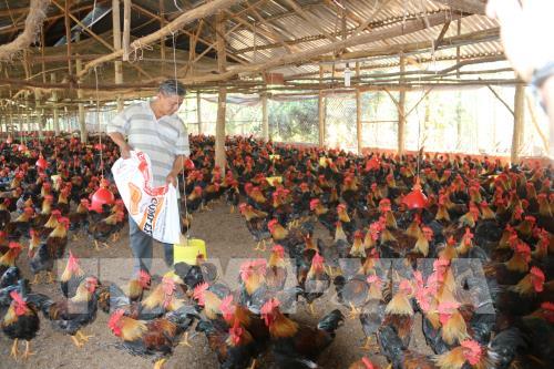 Ông Đỗ Văn Tam, xã Bình Ba, huyện Châu Đức chăm sóc đàn gà 12.000 con giống gà chip và gà mía. Ảnh: Hoàng Nhị - TTXVN