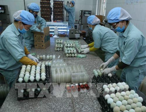 Đóng gói sản phẩm trứng gà để cung cấp ra thị trường tại nhà máy xử lý trứng gà sạch của Công ty TNHH Đầu tư và Phát triển chăn nuôi (Tập đoàn Dabaco Việt Nam). Ảnh: Vũ Sinh – TTXVN
