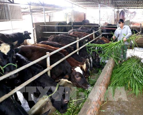 Hộ chăn nuôi bò thịt Đặng Đình Hân ở xã Nam Điền, huyện Chương Mỹ dự kiến cung cấp khoảng hơn 8 tấn thịt bò đảm bảo chất lượng cho thị trường Tết Nguyên đán. Ảnh: Vũ Sinh - TTXVN