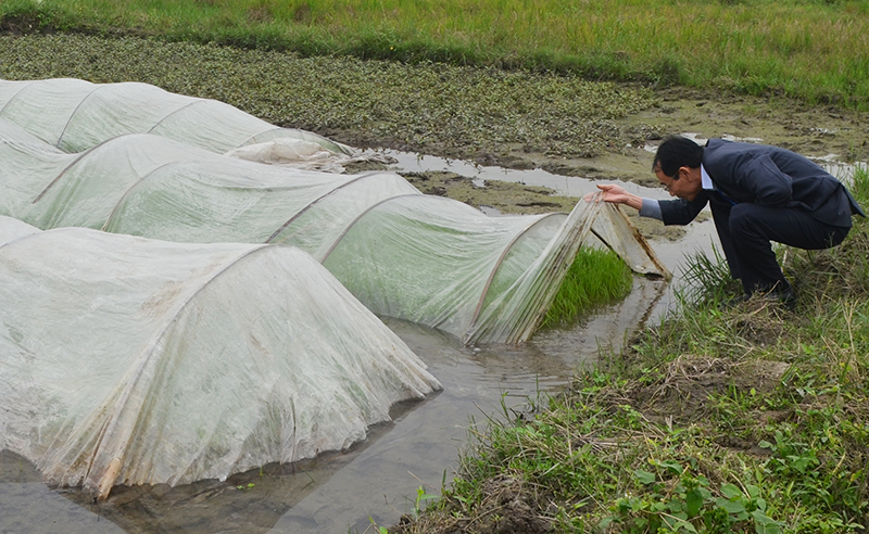 Trong dịp tết nguyên đán, người dân phường Yên Thanh, TP Uông Bí thường xuyên kiểm tra diện tích mạ để để chuẩn bị giep cấy vụ xuân 