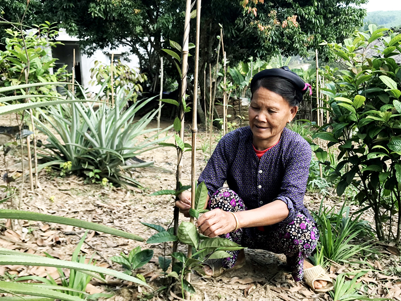 Mô hình trồng cây trà hoa vàng được nhiều người dân ở thôn Đồng Loóng, xã Thanh Lâm, huyện Ba Chẽ triển khai thực hiện để  tăng thu nhập, phát triển kinh tế gia đình.