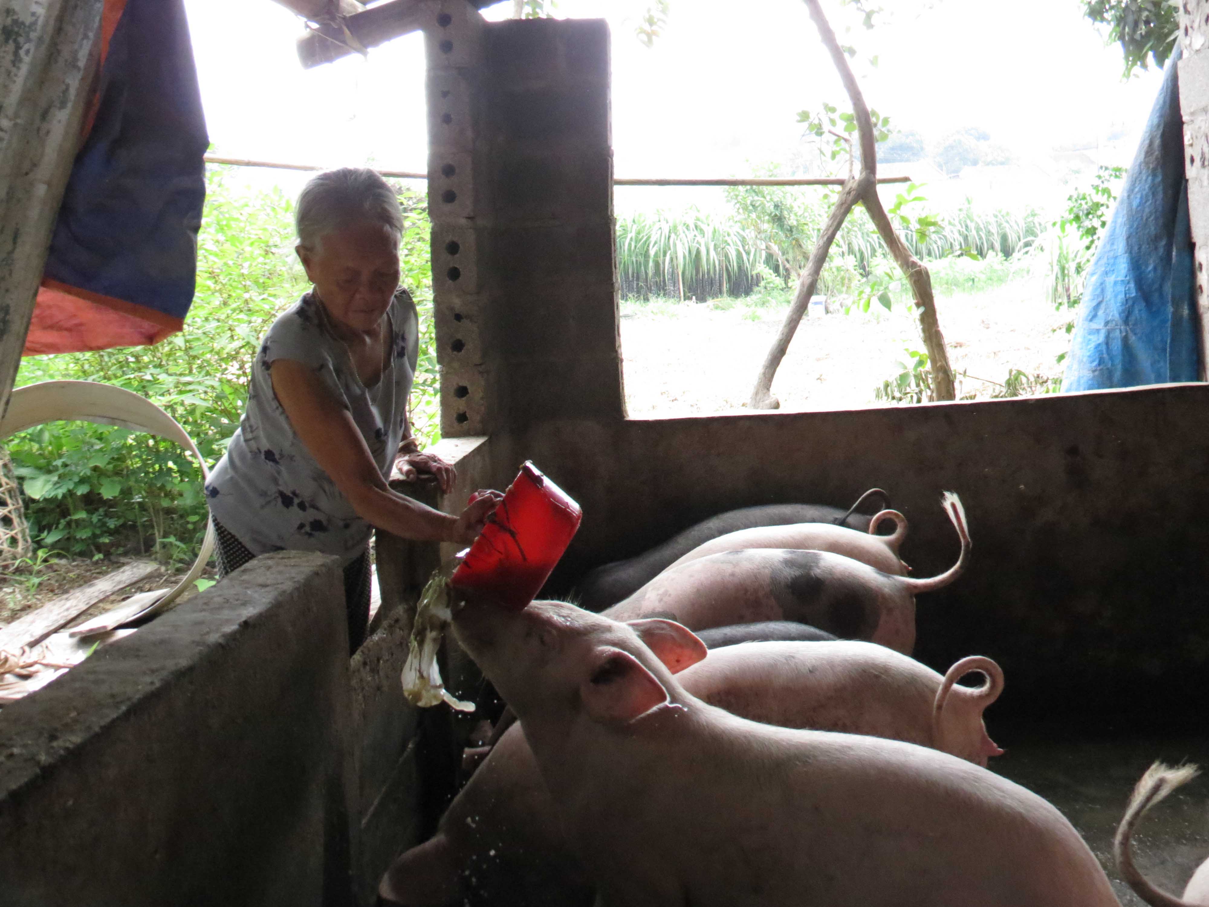 Mặc dù tuổi đã cao, nhưng bà Tô Thị Nông, thôn Làng Mô, xã Đồn Đạc vẫn cùng con cháu tăng gia sản xuất, vươn lên thoát nghèo.