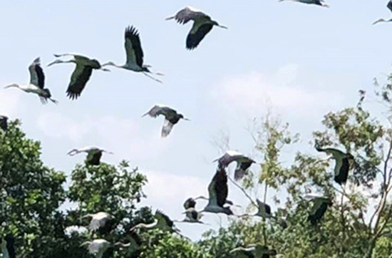 Bầy chim bay qua rừng sác của làng.