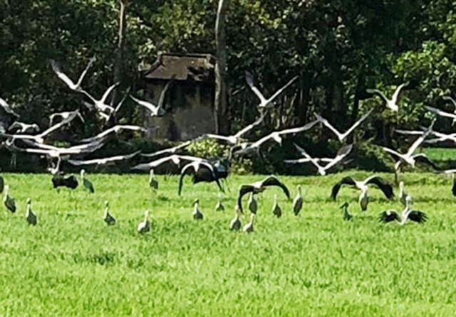 Chim lạ bay lượn tìm thức ăn ở đồng làng Nhĩ Thượng.