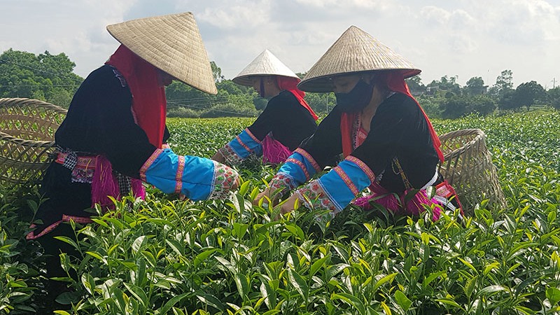 Cây chè 1 trong những cây trồng chủ lực trong ngành sản xuất nông nghiệp của huyện. Ảnh: Thu hái chè vùng chè Quảng Long.