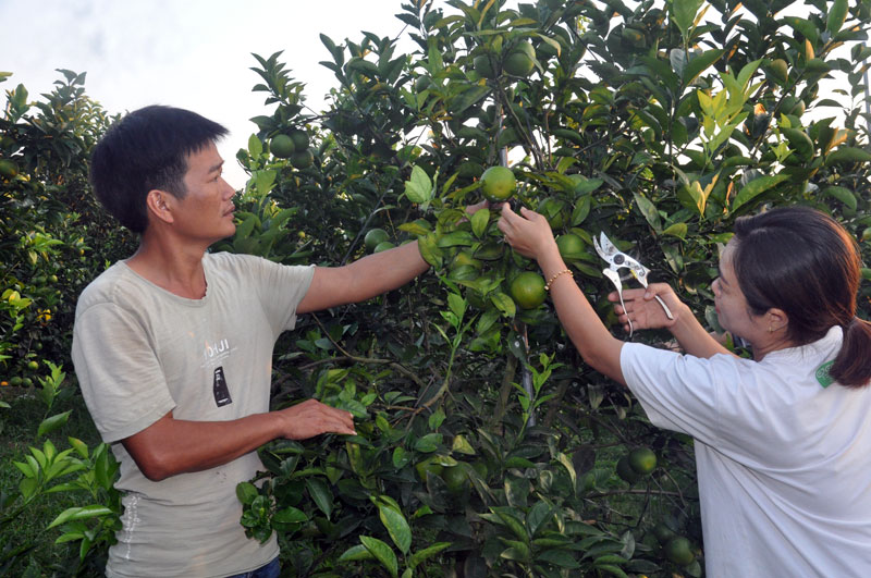 Vườn đạt chuẩn nông thôn mới của gia đình anh Dương Hữu Trung, thôn Hải Đông, xã Quảng Thành cho hiệu quả kinh tế cao.